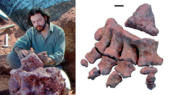 Un investigador del Conicet encuentra restos fósiles de uno de los dinosaurios más grandes