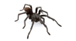 Macho adulto de la tarántula que lleva el nombre del cantante estadounidense Johnny Cash. / Chris A. Hamilton