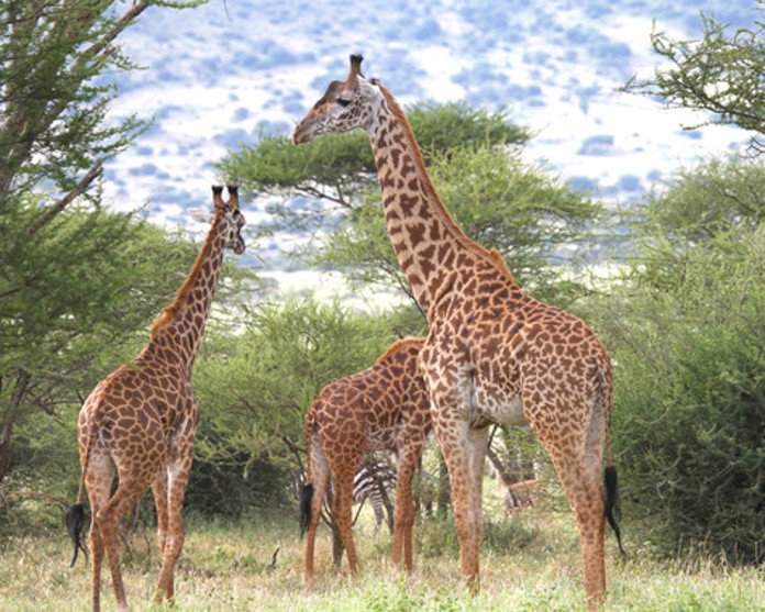 Jirafas Masai macho adultas en Tanzania (África) / Doug Cavener