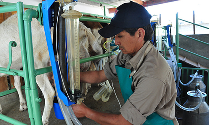 El INTA y la Universidad Nacional de Salta prolongan la vida de la vida útil de la leche caprina