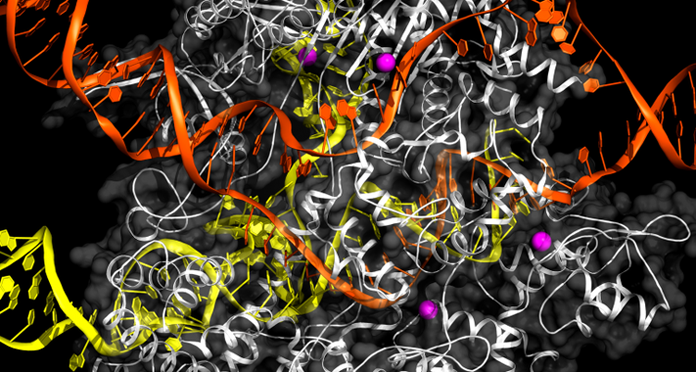 El bioingeniero Feng Zhang del Broad Institute publicó en 2013 en Science un trabajo sobre el desarrollo de un sistema CRISPR que había editado genomas de células eucariotas. / Broad Institute