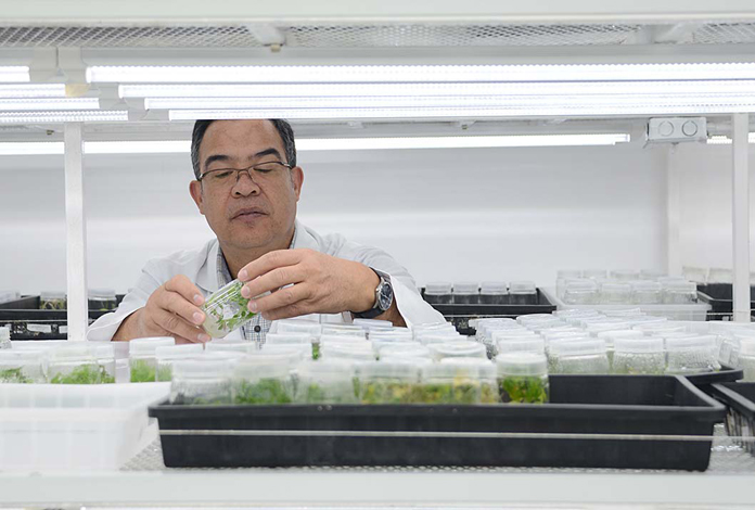 Arturo Brenes, coordinador del Laboratorio de Biotecnología de Plantas del CIA-UCR, con las vitroplantas (foto Laura Rodríguez).