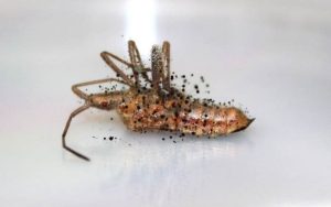 plagas insectos proteina