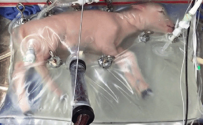 Los corderos prematuros con los que se probó el prototipo eran fisiológicamente equivalentes a un bebé humano de 23 o 24 semanas de gestación. / CHOP