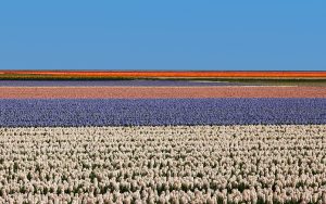 Holanda España AgroTech