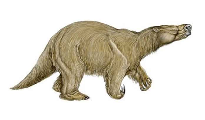 Descubierto en Argentina un nuevo perezoso gigante que vivió hace 800.000 años