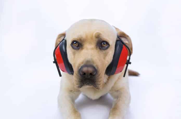 La sensibilidad de los perros al ruido es uno de los problemas que más preocupan a los dueños. / © Fotolia