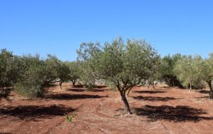 olivos