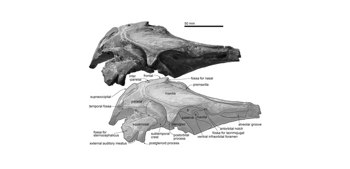 Cráneo de Urkudelphis chawpipacha / Tanaka et al (2017)