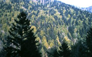 GMV bosques