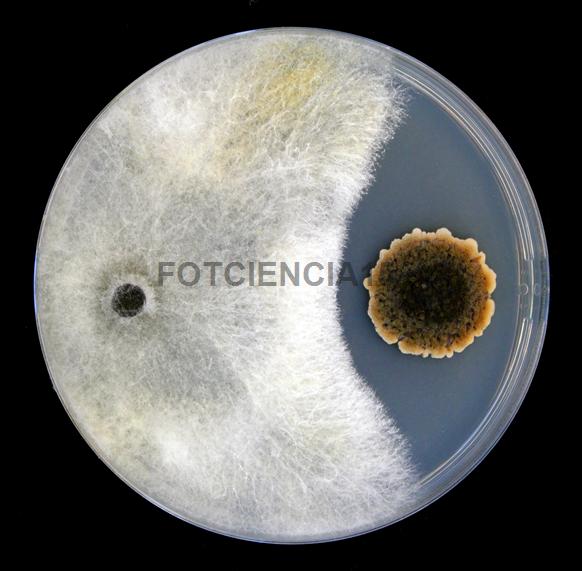 FOTCIENCIA 2017