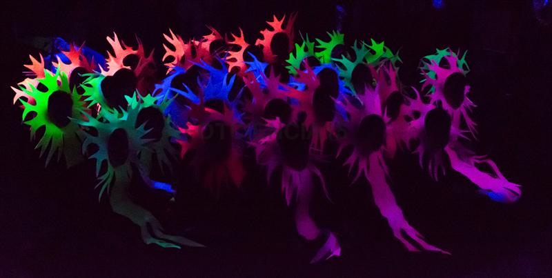 FOTCIENCIA 2017