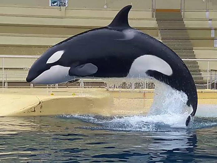 orca