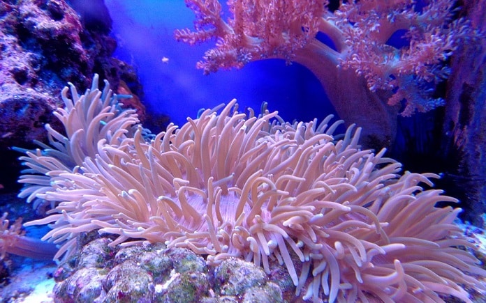 arrecifes artificiales