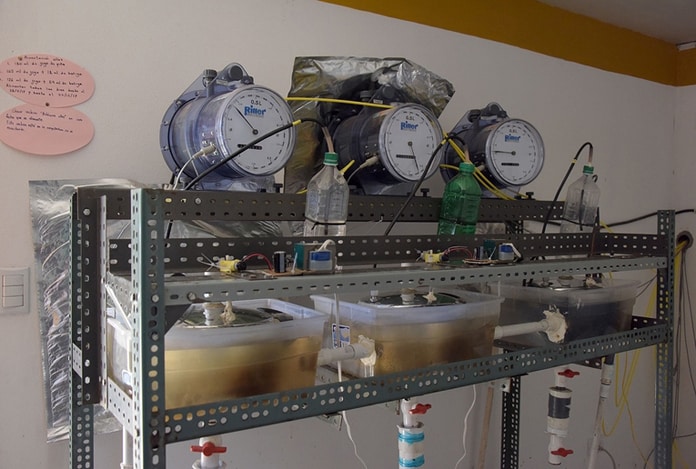 Estudio costarricense para producir biogás a partir de residuos de piña