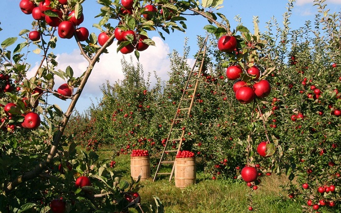 agricultura sostenible
