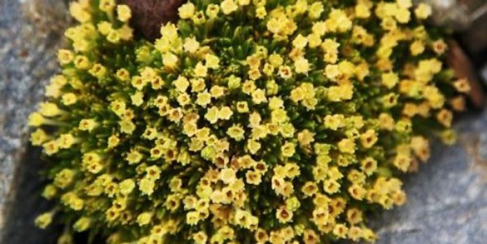 Perla antártica o clavel antártico (Colobanthus quitensis