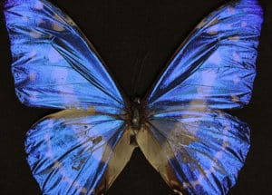 La Monarca azul presenta variaciones en toda el ala (Foto de UN Colombia)