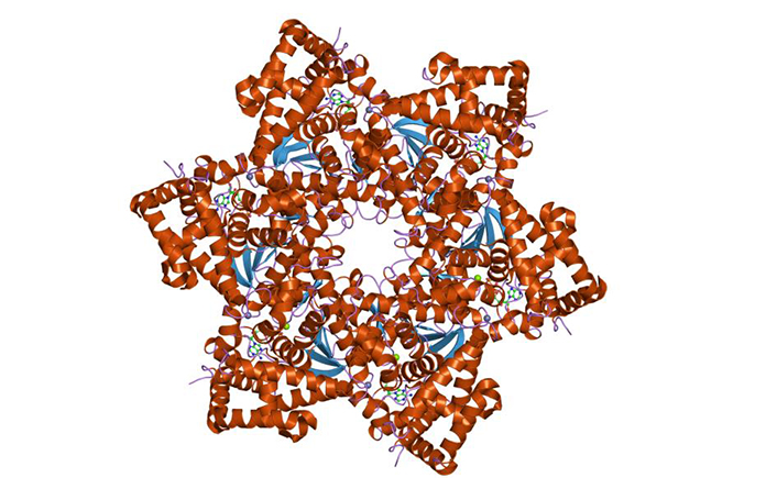 virus del papiloma humano