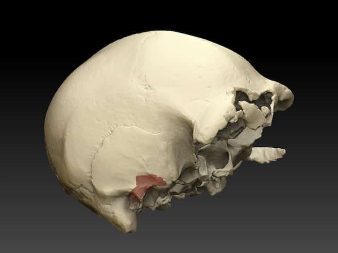 Cráneo 4 Atapuerca