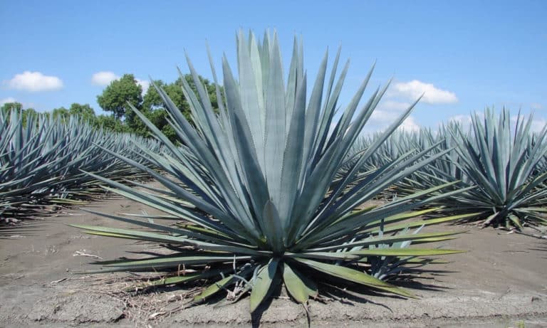 agave tequila