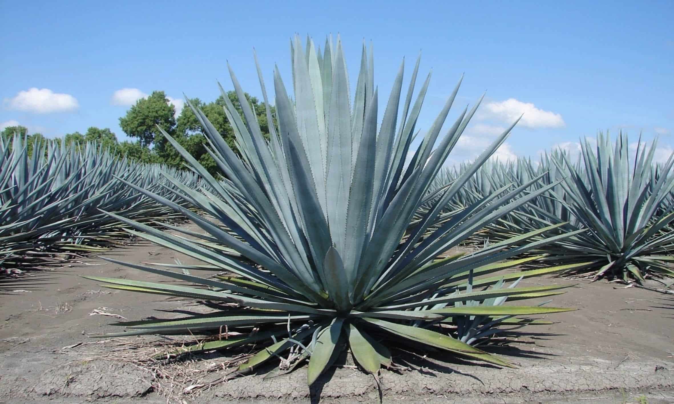agave tequila.