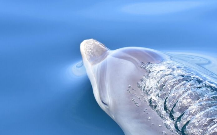 delfines Panamá