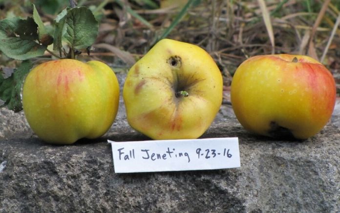 Lost Apple project manzanas