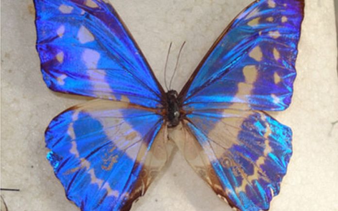 alas mariposas óptica
