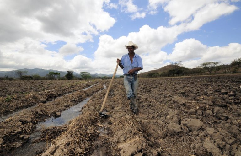 seguridad alimentaria agricultura