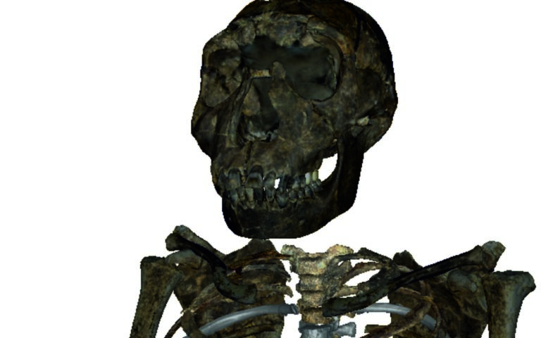 Esqueleto de lado del joven Homo erectus de Turkana, Kenia.