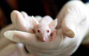 ratones enfermedades
