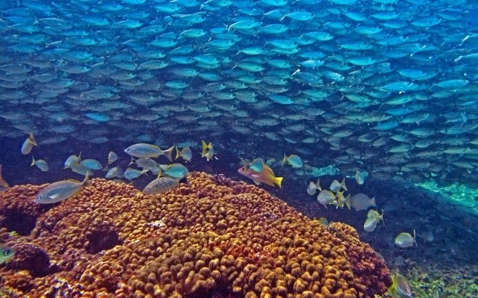 Tras el ADN de los corales para evitar su extinción