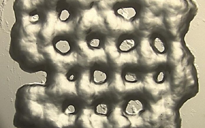 hidrogeles CSIC