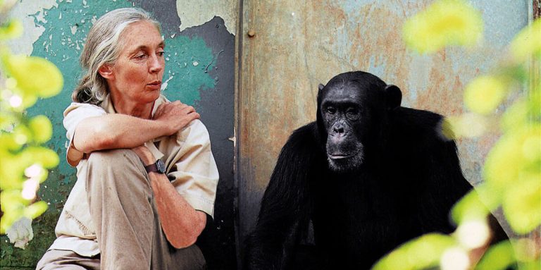 jane goodall steam