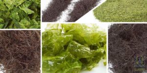 la huerta marina macroalgas davod gonzalez huelva cultivo