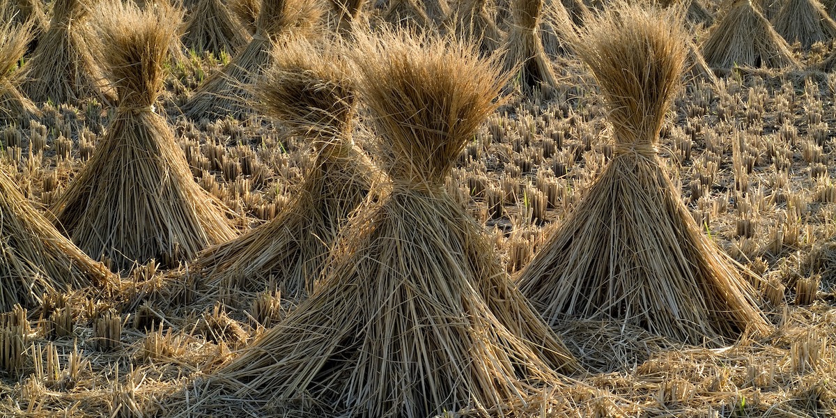 paja de arroz economia circular