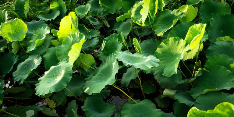 investigacion plantas
