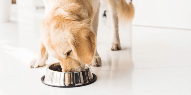 alimentación de mascotas