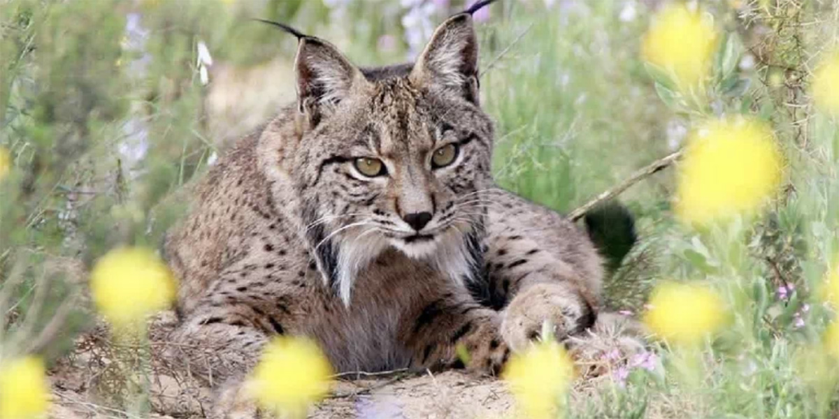 lince iberico