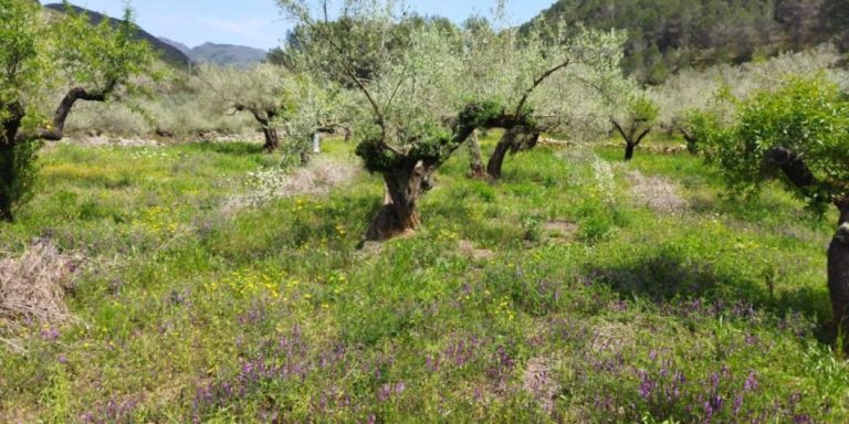 semillas nativas fleurs locales