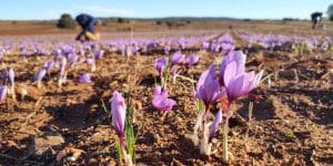 belear azafran flor de azafran secado castilla-La Mancha DOP agricultura sostenible