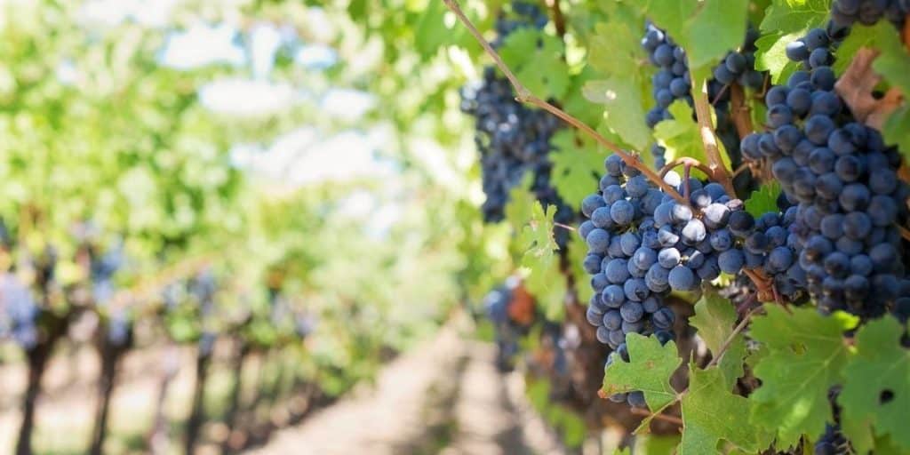 Gesvid, la aplicación para la gestión de costes de cultivo de viñedo