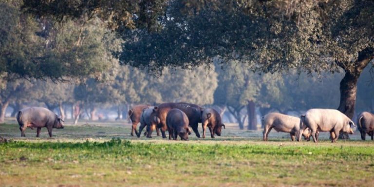 ganaderia biodiversidad
