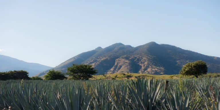 tequila méxico jalisco aguas residuales ITESO investigación