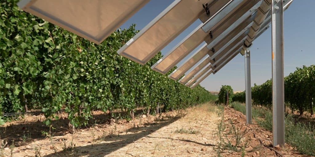 Winesolar: la primera planta agrovoltaica inteligente de España