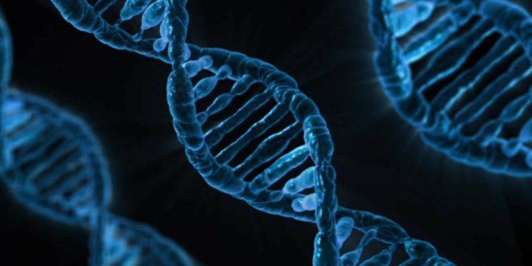 genes bsc