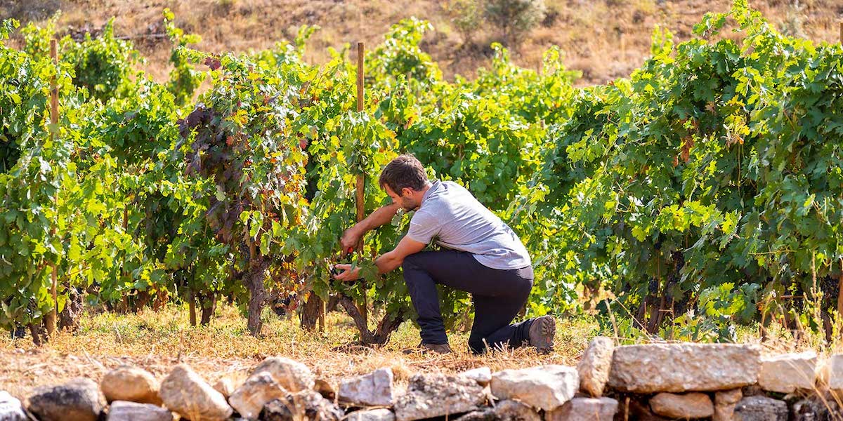 Las bodegas luchan contra la pérdida de acidez de los vinos por el cambio climático