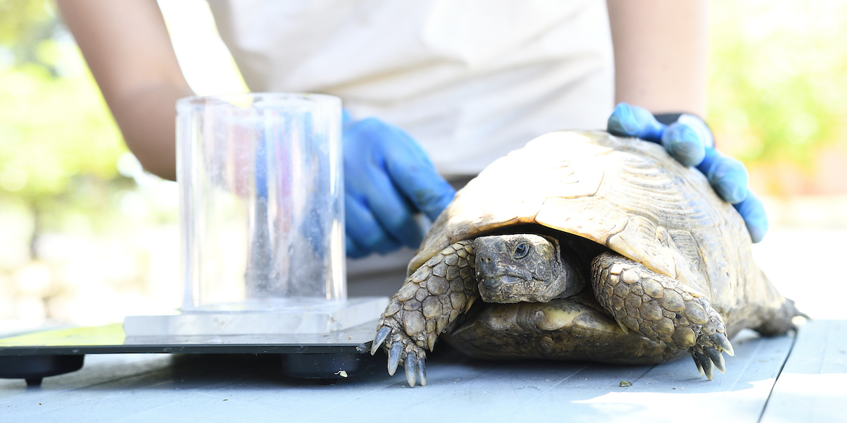 Naturgy impulsa un centro de recuperación de fauna salvaje en Toledo