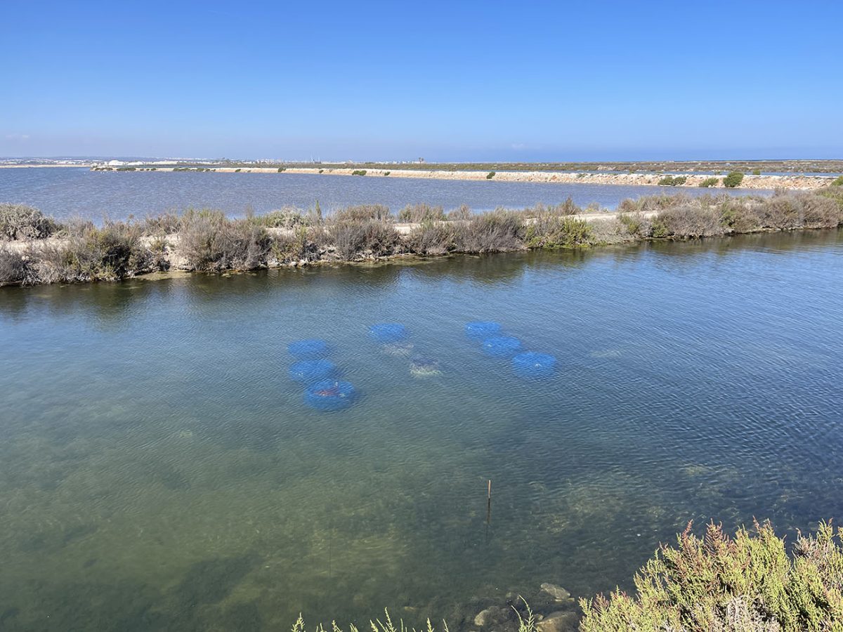 Cultivo de ostra plana en las Salinas de San Pedro.